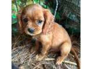 Cavalier King Charles Spaniel Puppy for sale in Ellisville, MS, USA