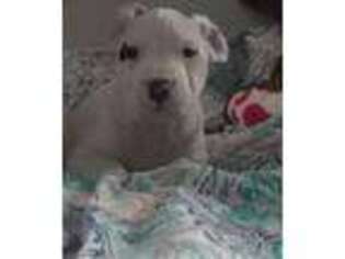 Dogo Argentino Puppy for sale in Easton, PA, USA