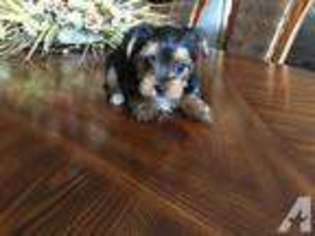 Yorkshire Terrier Puppy for sale in KENNEWICK, WA, USA