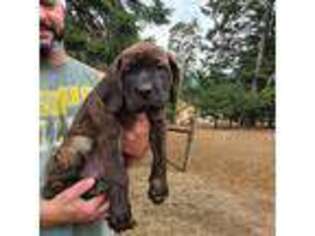 Mastiff Puppy for sale in Carlton, OR, USA