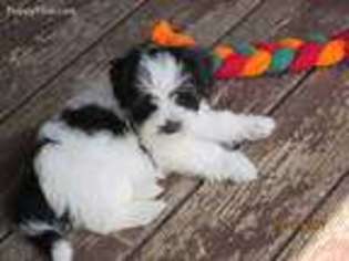 Havanese Puppy for sale in Fredonia, NY, USA