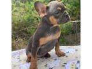French Bulldog Puppy for sale in Bozeman, MT, USA
