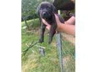 Cane Corso Puppy for sale in Spring Valley, OH, USA