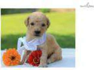 Goldendoodle Puppy for sale in Lexington, KY, USA