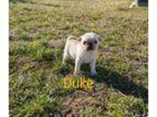 Pug Puppy for sale in Chuckey, TN, USA