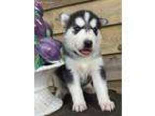 Mutt Puppy for sale in Oak Brook, IL, USA