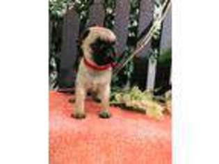 Pug Puppy for sale in Drumore, PA, USA