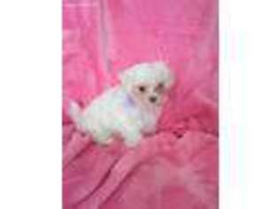 Maltese Puppy for sale in Farmington, MO, USA