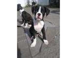 Boxer Puppy for sale in New Bedford, MA, USA
