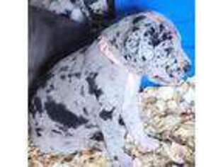 Great Dane Puppy for sale in Gardner, MA, USA