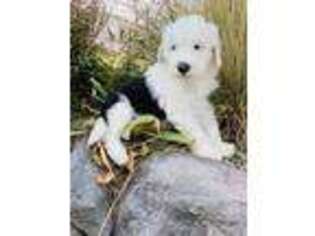 Old English Sheepdog Puppy for sale in Salt Lake City, UT, USA