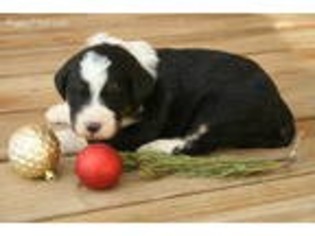 Bernese Mountain Dog Puppy for sale in Oldtown, MD, USA