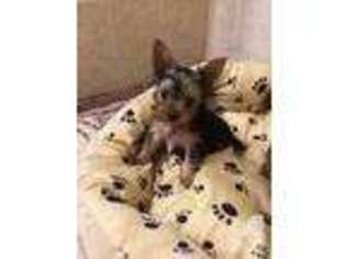 Yorkshire Terrier Puppy for sale in TUSTIN, CA, USA