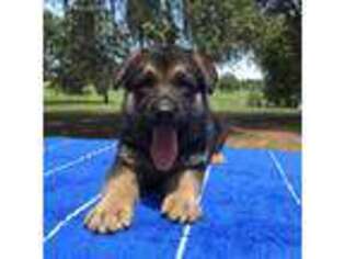 German Shepherd Dog Puppy for sale in Pomona Park, FL, USA