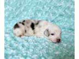 Miniature Australian Shepherd Puppy for sale in Woodland Park, CO, USA