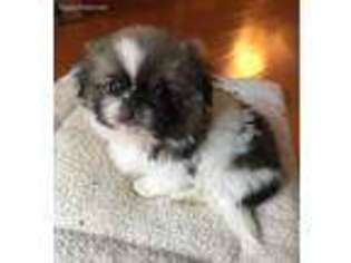 Pekingese Puppy for sale in Columbus, OH, USA