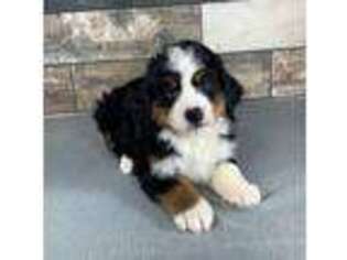 Bernese Mountain Dog Puppy for sale in Lancaster, OH, USA