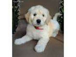 Goldendoodle Puppy for sale in Dansville, NY, USA