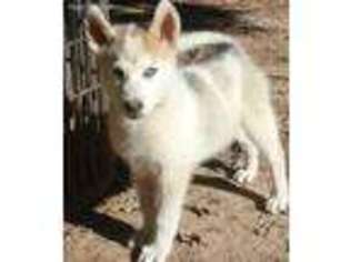 Siberian Husky Puppy for sale in Jackson, GA, USA