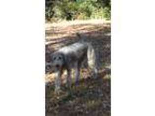 Irish Wolfhound Puppy for sale in Suwanee, GA, USA
