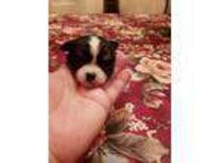 Chihuahua Puppy for sale in Lafayette, NJ, USA