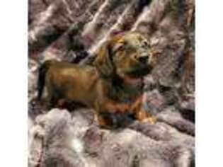 Dachshund Puppy for sale in Palatka, FL, USA