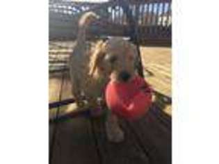 Goldendoodle Puppy for sale in Antioch, IL, USA