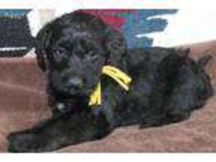 Labradoodle Puppy for sale in Marshfield, WI, USA