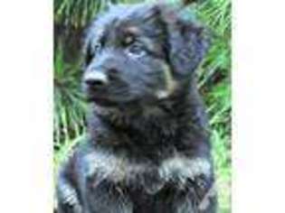 German Shepherd Dog Puppy for sale in GROVERTOWN, IN, USA