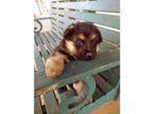 German Shepherd Dog Puppy for sale in Rochester, IN, USA