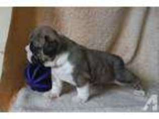 Bulldog Puppy for sale in CLYDE, NY, USA