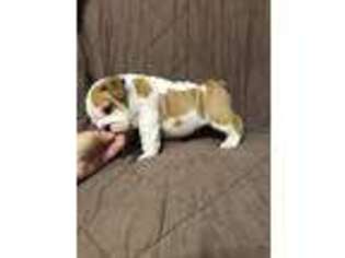 Bulldog Puppy for sale in Smithville, MS, USA