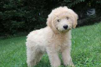 Goldendoodle Puppy for sale in Schererville, IN, USA