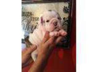 Bulldog Puppy for sale in Mayfield, KY, USA