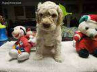 Labradoodle Puppy for sale in Cincinnati, OH, USA