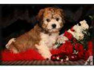 Mutt Puppy for sale in KENT, OH, USA