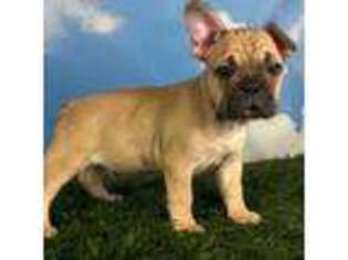 French Bulldog Puppy for sale in East Sparta, OH, USA
