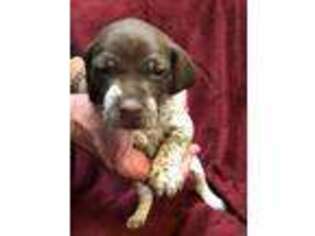German Shorthaired Pointer Puppy for sale in Keller, TX, USA