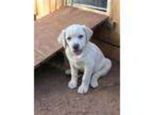 Labrador Retriever Puppy for sale in Chickasha, OK, USA