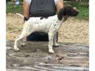 German Shorthaired Pointer Puppy for sale in Gays Mills, WI, USA
