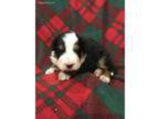 Bernese Mountain Dog Puppy for sale in James Creek, PA, USA
