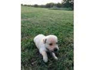 Labrador Retriever Puppy for sale in Boyd, TX, USA
