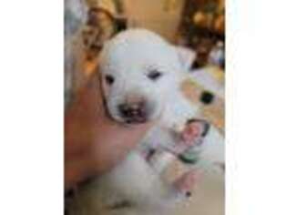 Shiba Inu Puppy for sale in Palm Springs, CA, USA
