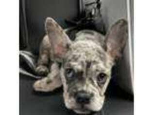 French Bulldog Puppy for sale in West Hartford, CT, USA