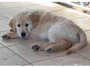 Golden Retriever Puppy for sale in Exline, IA, USA