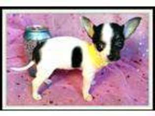Chihuahua Puppy for sale in Florence, KY, USA