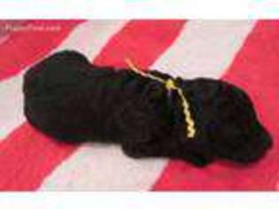 Mutt Puppy for sale in Berryville, VA, USA