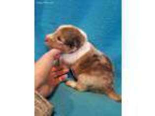 Shetland Sheepdog Puppy for sale in Shoals, IN, USA
