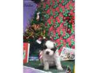 Saint Bernard Puppy for sale in Kelso, WA, USA
