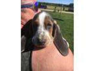 Basset Hound Puppy for sale in Serena, IL, USA